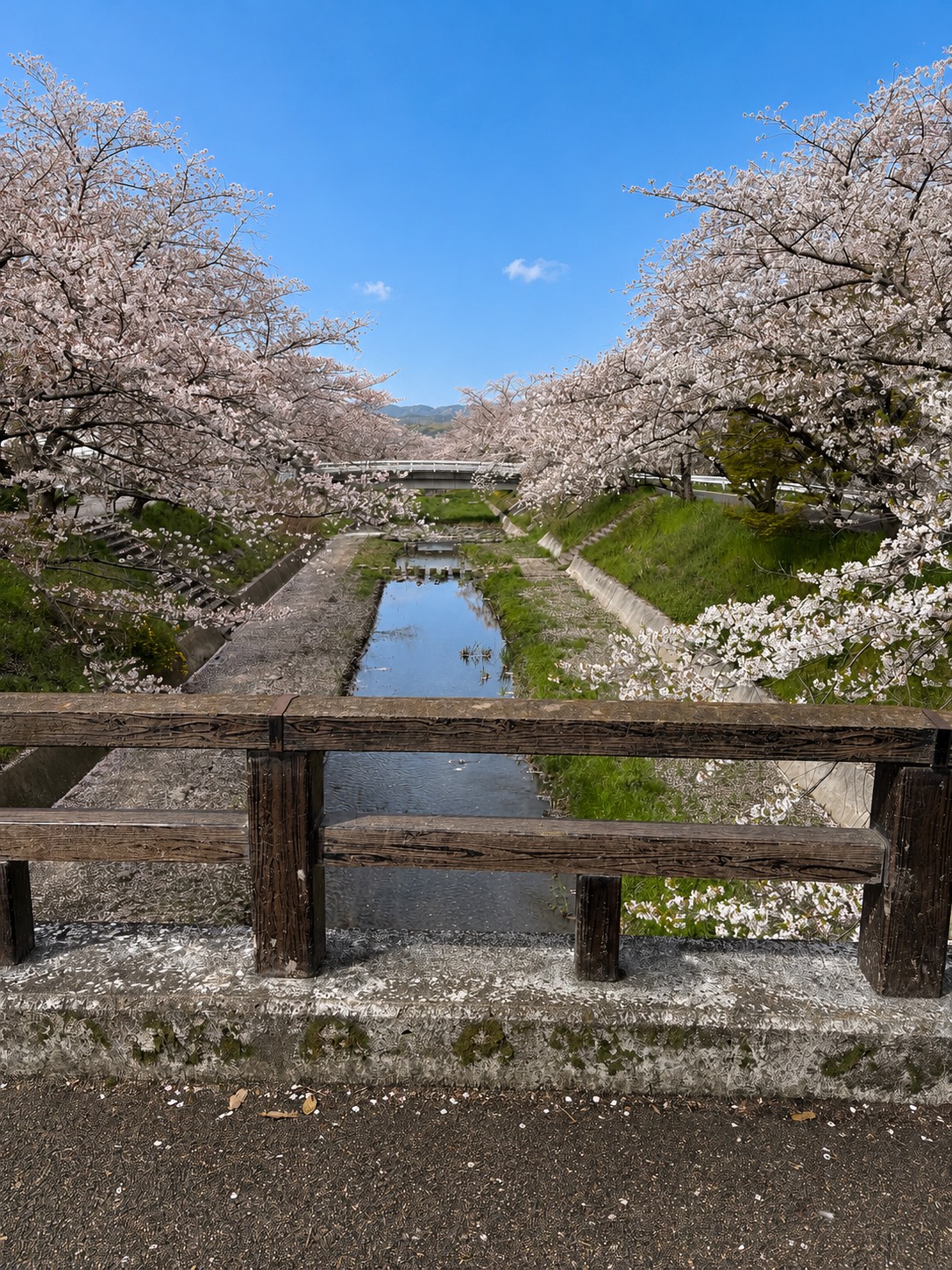 玉水駅周辺の桜並木